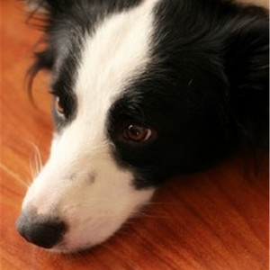 久操视频在线播放
